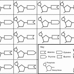 Key worksheeto genetics velocity genes