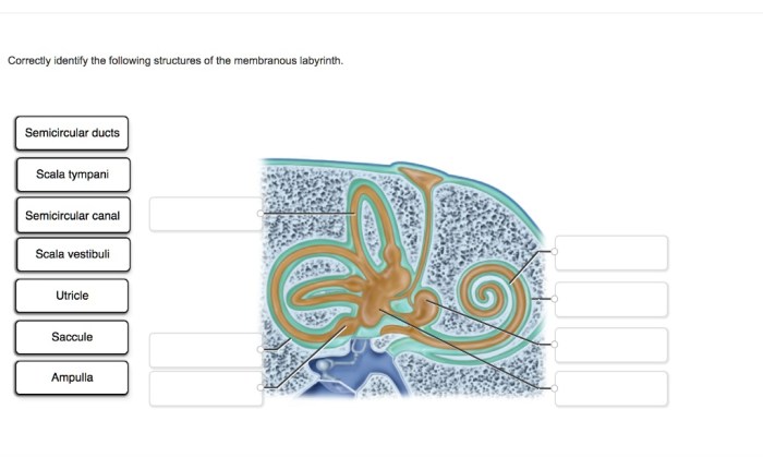 Correctly identify the following structures of the membranous labyrinth.