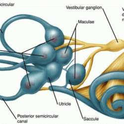 Labyrinth bony membranous semicircular labyrinths cochlea vestibule duct endolymph ampullae partially posterior