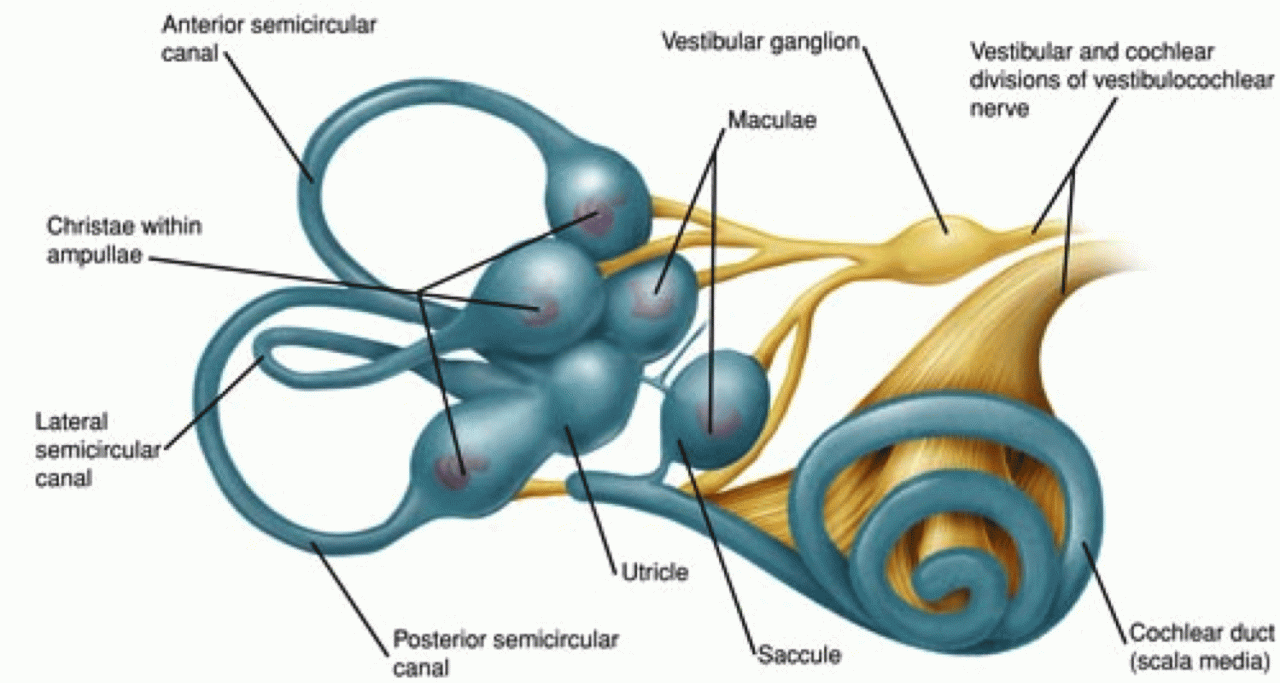 Labyrinth bony membranous semicircular labyrinths cochlea vestibule duct endolymph ampullae partially posterior